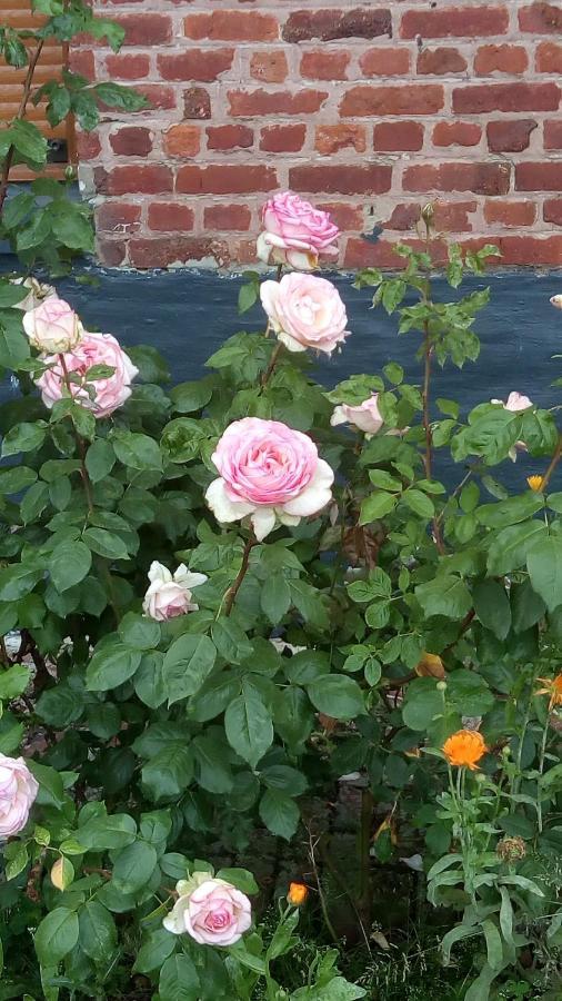 Chambre Coin Nature Fromelles Exterior foto
